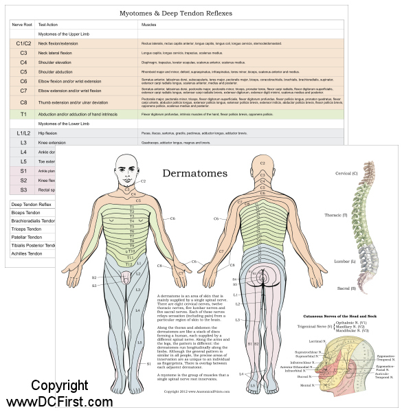 Dermatomal Pattern Chart