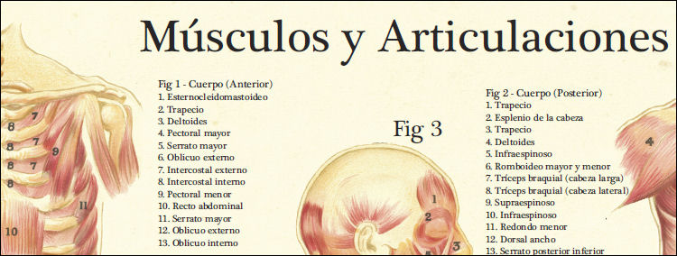 Muscles and Articulations Poster