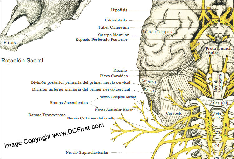 Spinal Nerves and Subluxations Poster