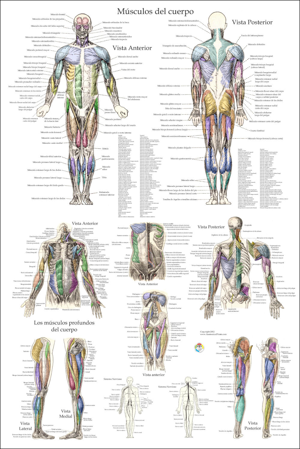 Muscle Anatomy Posters