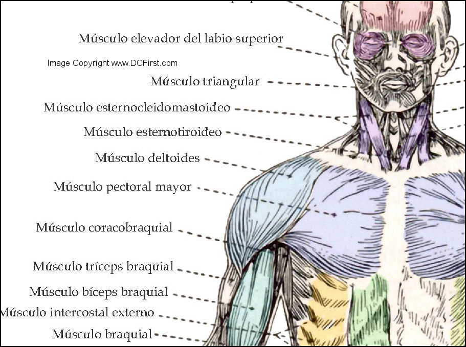 Muscle Anatomy Posters