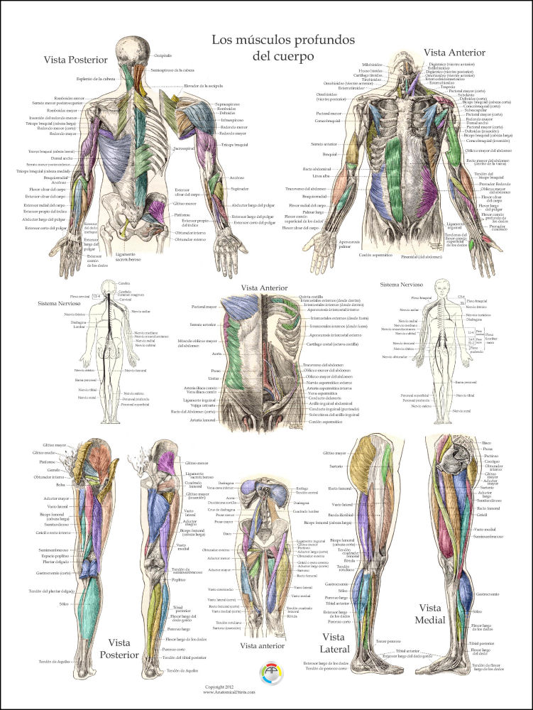 Muscle Anatomy Posters