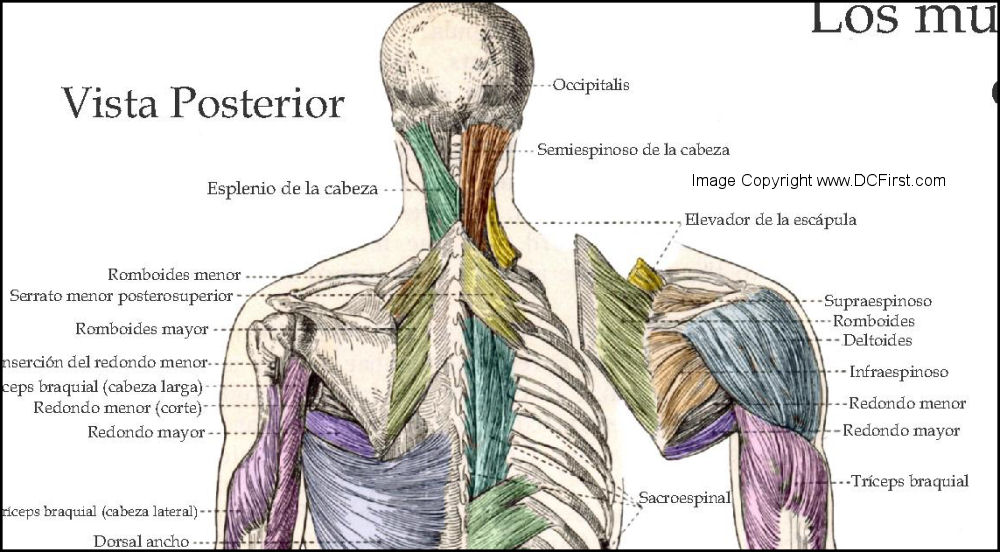 Muscle Anatomy Posters