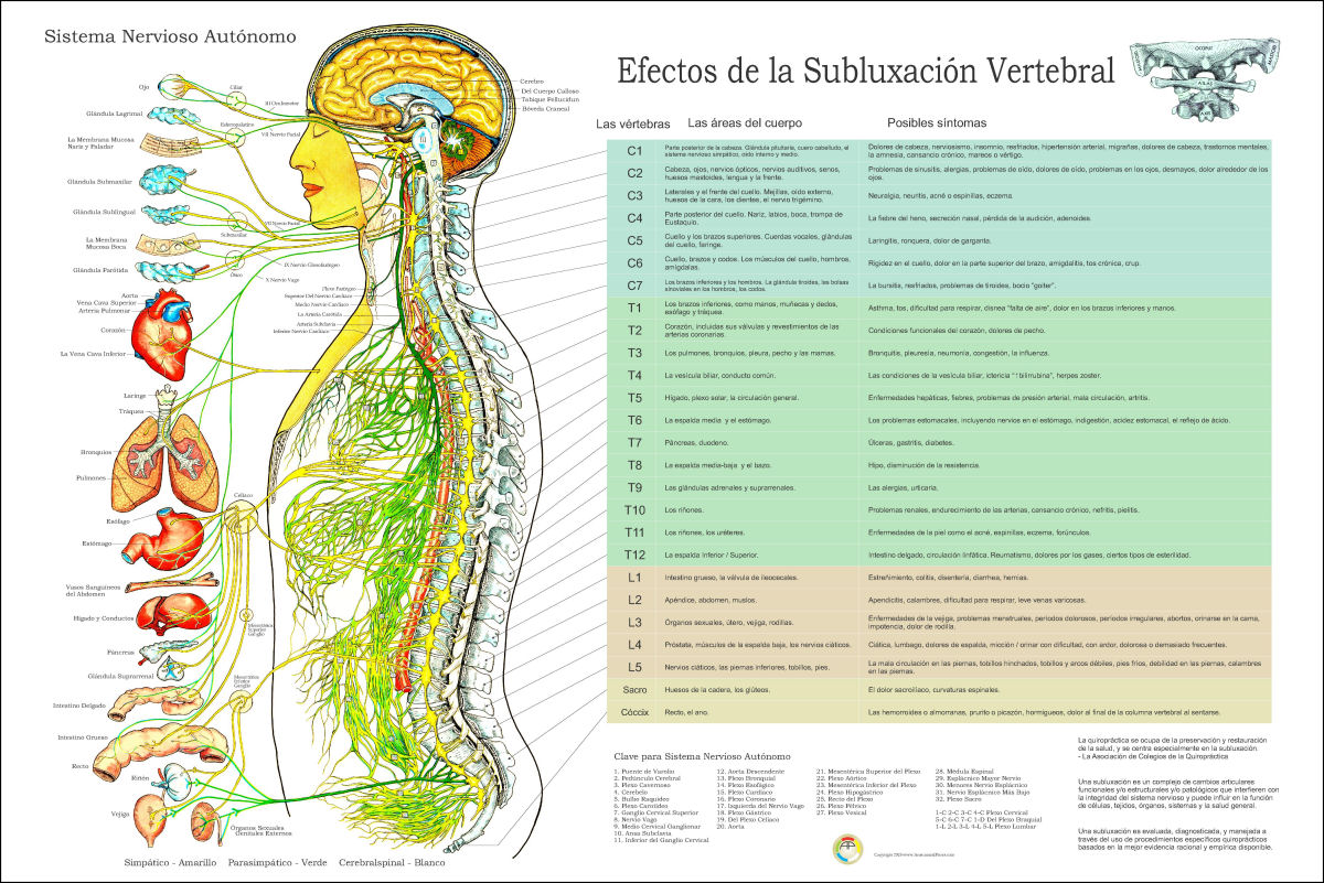 Spanish Autonomic Nervous System Poster