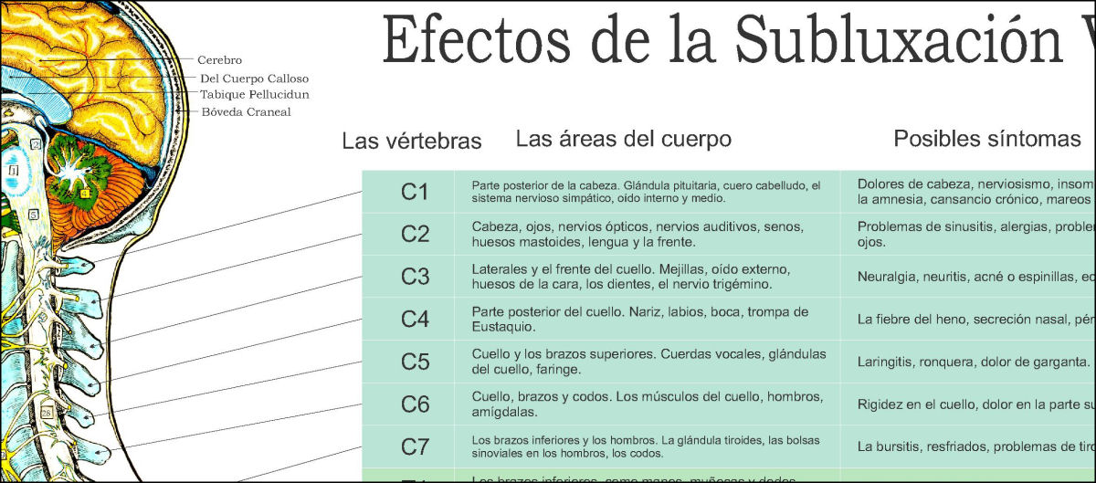 Spanish Autonomic Nervous System Poster