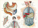 Human Anatomy Posters