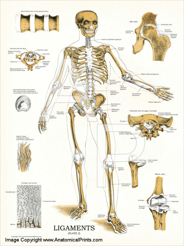 Ligaments Anatomy Poster