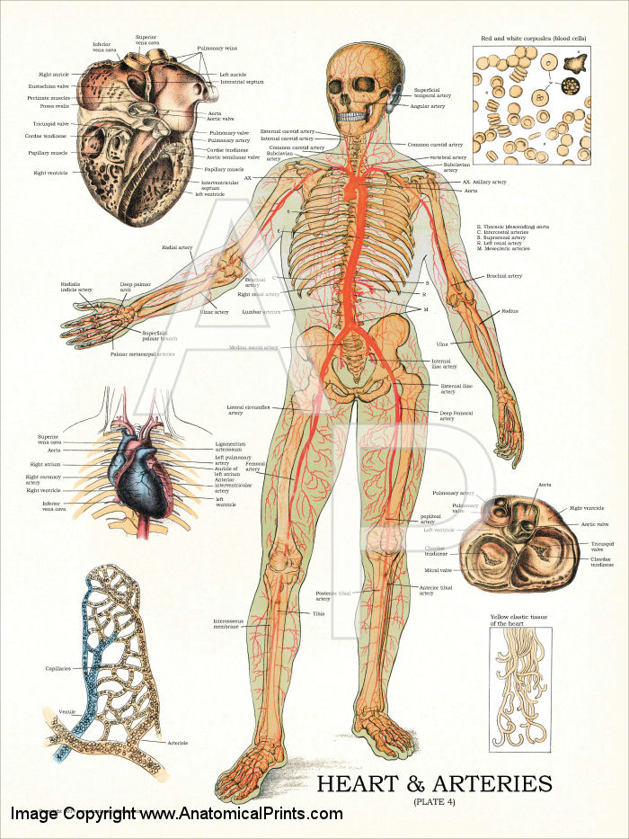 Heart and Arteries Anatomy Poster