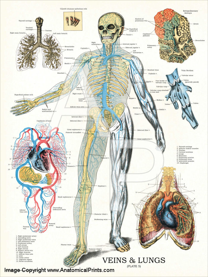 Veins and Lungs Anatomy Poster