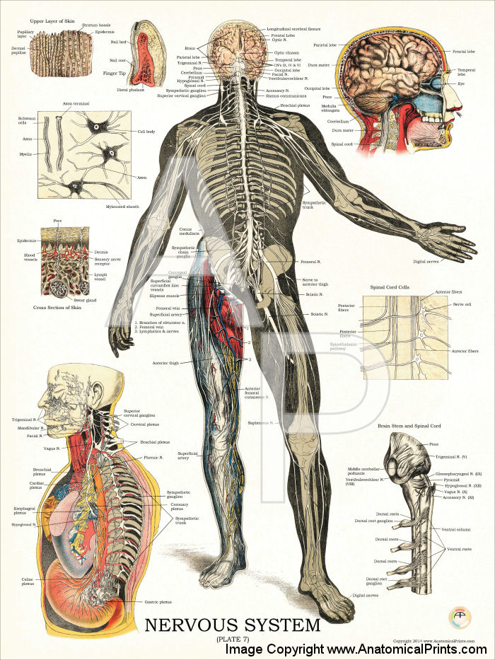 Nervous System Anatomy Poster