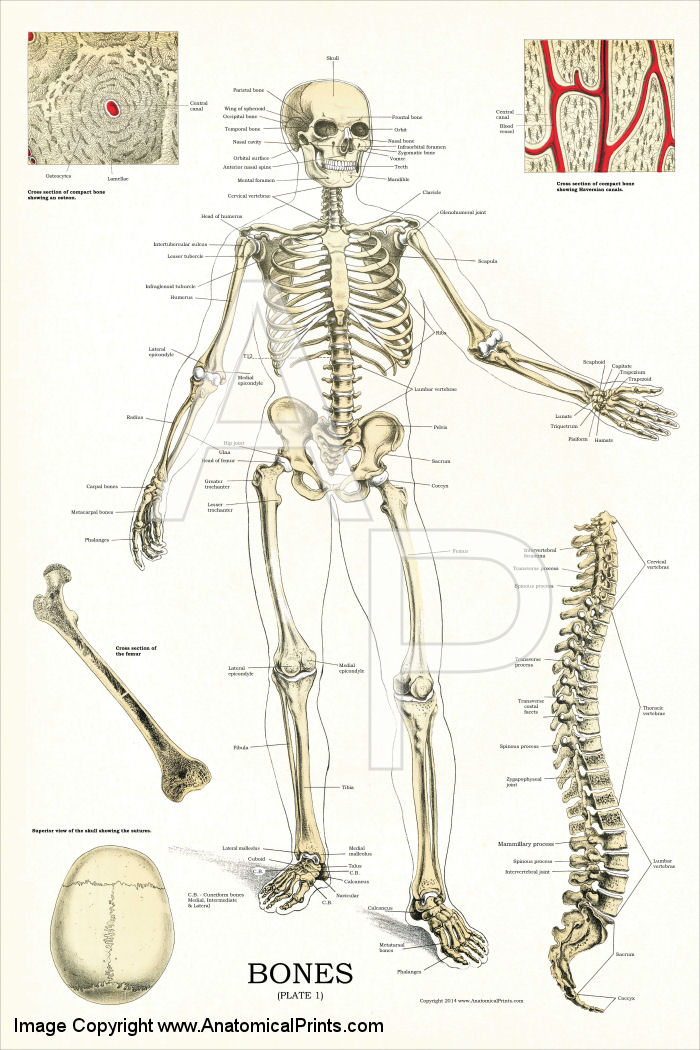 Skeletal Anatomy Poster